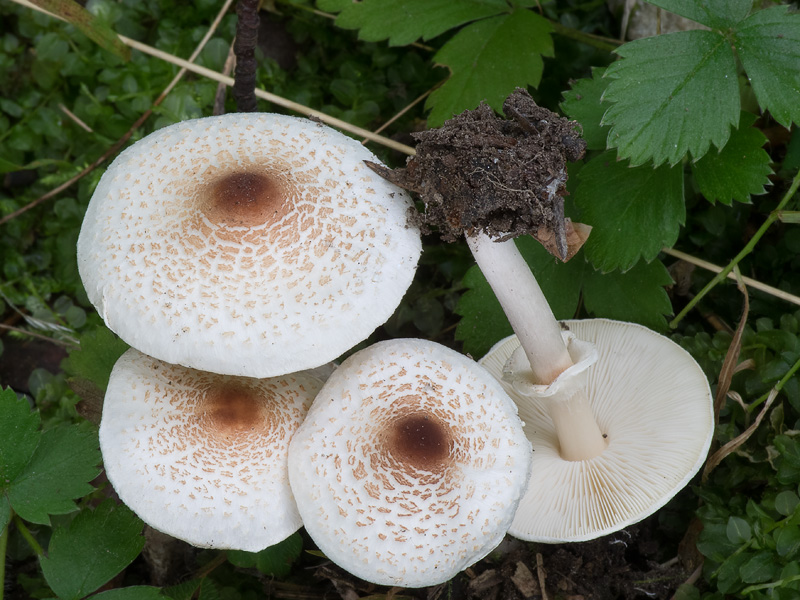 Lepiota cristata